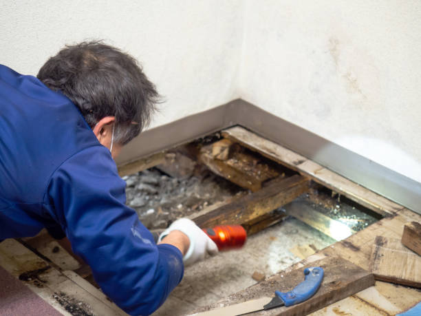 Best Mold Testing and Inspection Services in Totowa, NJ