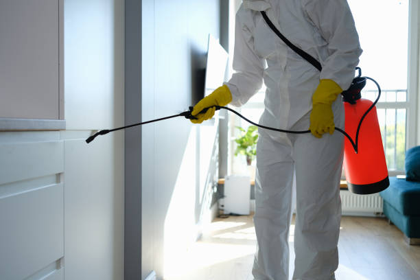Best Basement Mold Remediation in Totowa, NJ