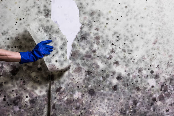 Best Residential Mold Remediation in Totowa, NJ